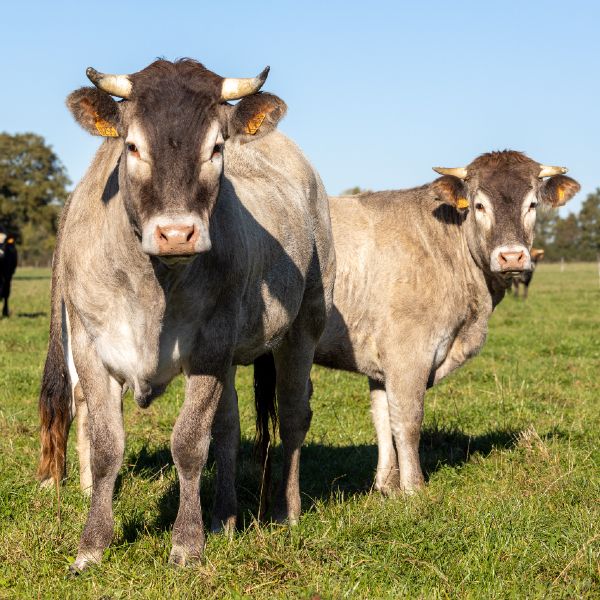 Photographie de plusieurs vaches de la race Bazadaise dans une des exploitations Maison Bel Air.