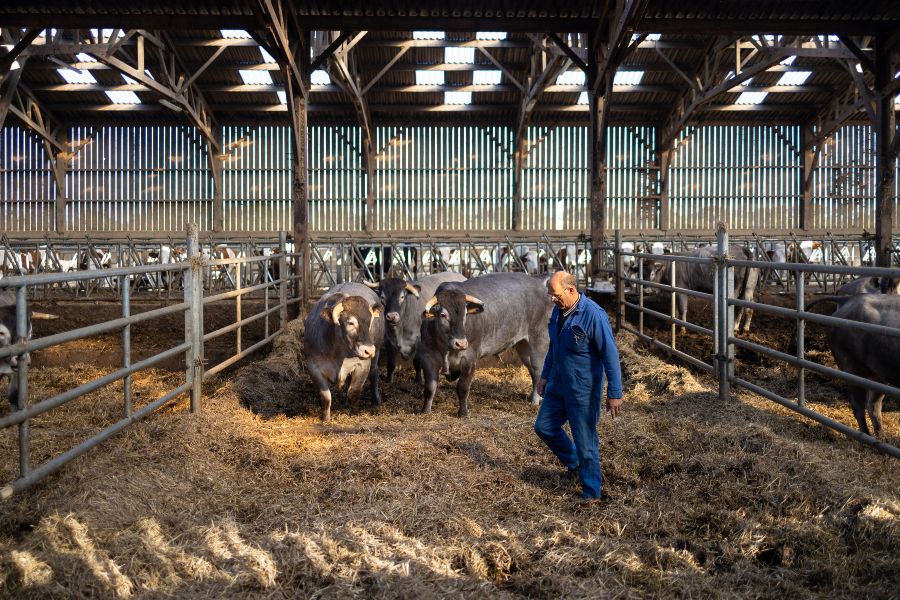 Photographie d'un éleveur Maison Bel Air s'occupant de ses vaches de races d'exception.