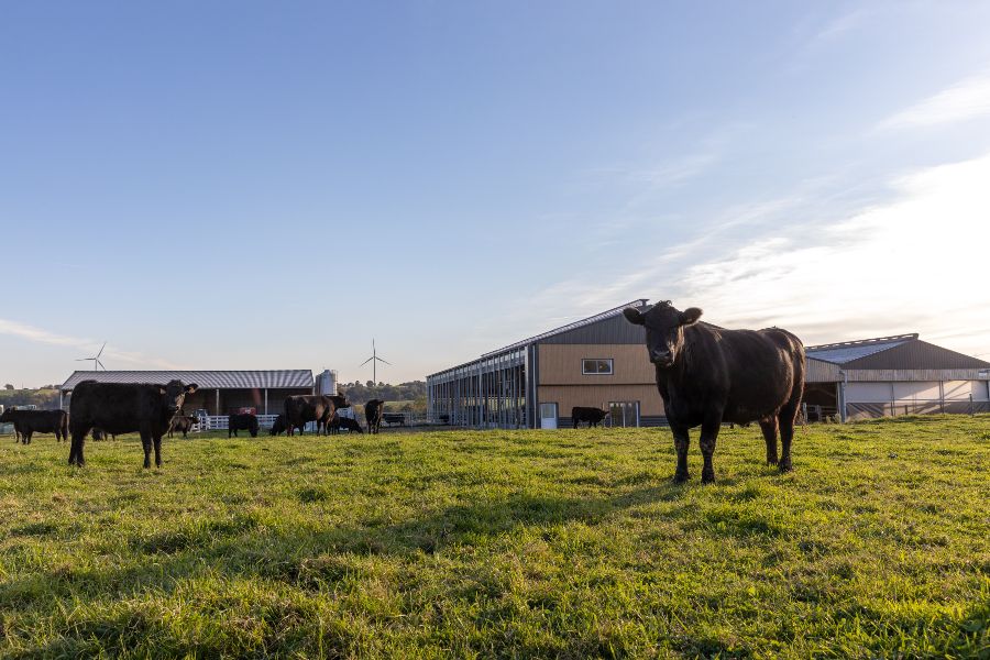 Photographie d'une exploitation Maison Bel Air de plusieurs vaches de la race Angus.