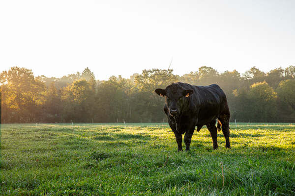 Taureau dans un champ