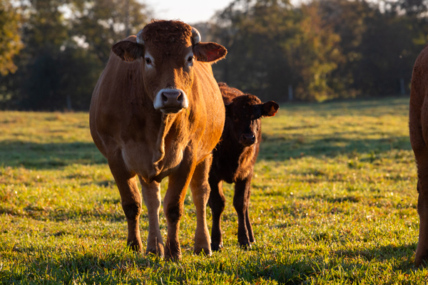 Vache Limousine et son veau