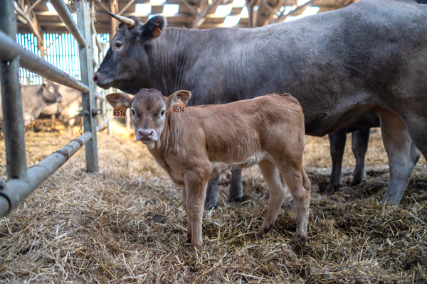 Une vache Bazadaise et son veau