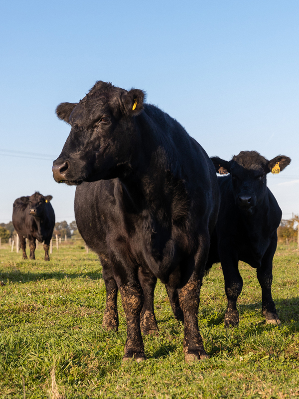 Une vache de la race Angus et son petit