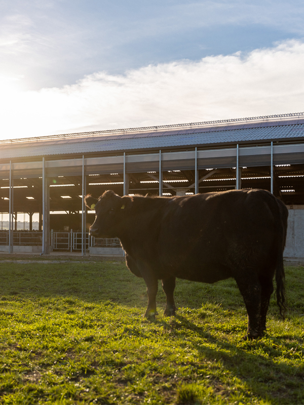 Une vache de la race Angus devant une exploitation Maison Bel Air.