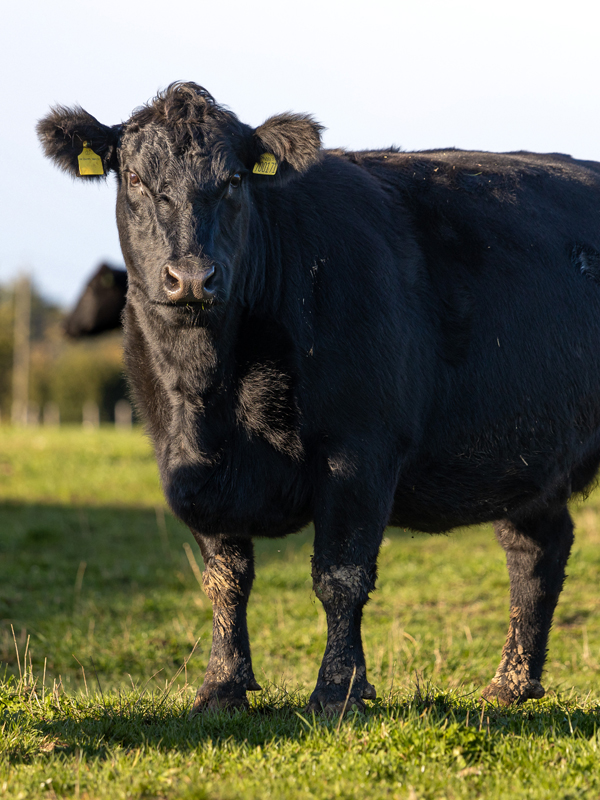 Une vache de la race Angus dans une exploitation Maison Bel Air.