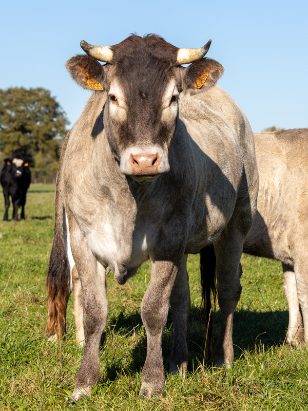 Vache de la race Bazadaise dans une des exploitations Maison Bel Air.