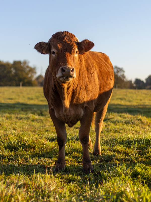 Vache de la race Limousine dans une des exploitations Maison Bel Air.