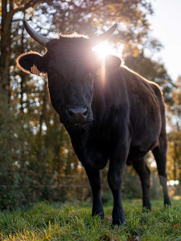 Photographie d'une vache de la race Wagyu dans une des exploitations Maison Bel Air.