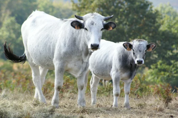 gasconne-des-pyrenees-animal